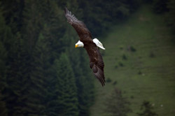 Bild eines Adlers von Stefanie Uhlig